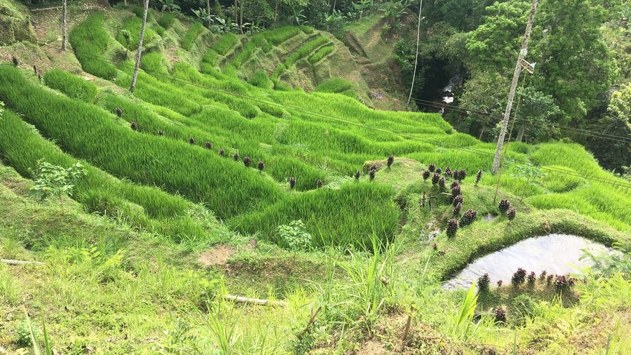 Emerald rice paddies carved into stepped terraces at Tegallalang in Bali, with palms lining the valley under a bright sky