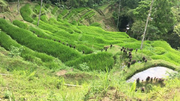 Best Time to Visit Bali: Dry Season, Wet Season & Crowds
