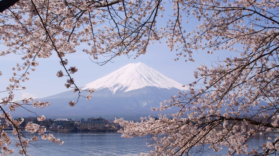 Snow-capped Mount Fuji framed by pink cherry blossoms above Lake Kawaguchiko in spring