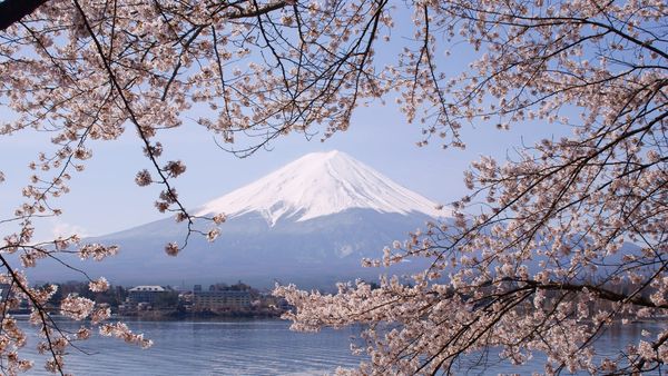 Best Time to Visit Japan: Cherry Blossom & Autumn Colour