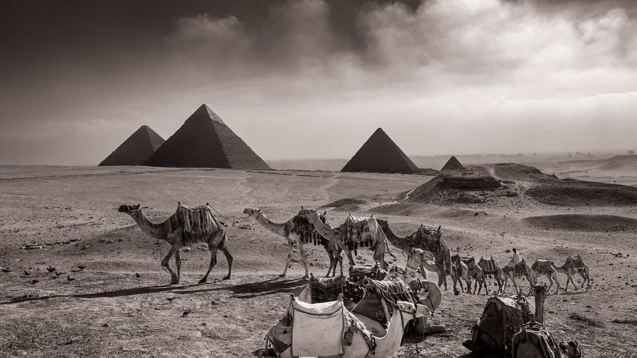 The great pyramids of the Giza plateau rising from the desert under a dramatic sky, with a line of saddled camels resting in the foreground