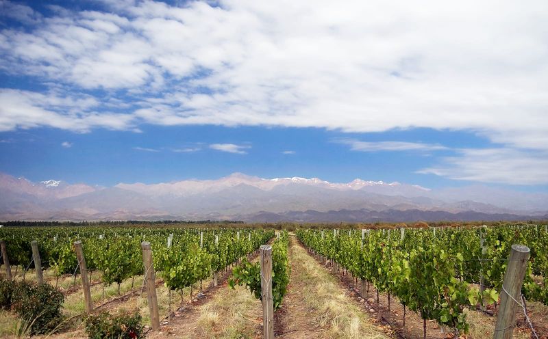 Rows of Malbec vines in a Mendoza vineyard stretching toward the snow-capped Andes under a bright blue sky