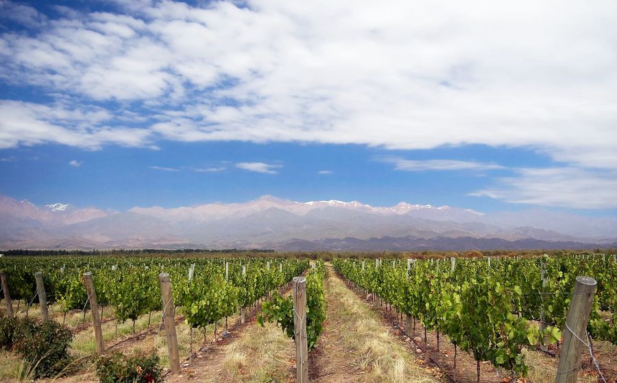 Rows of Malbec vines in a Mendoza vineyard stretching toward the snow-capped Andes under a bright blue sky