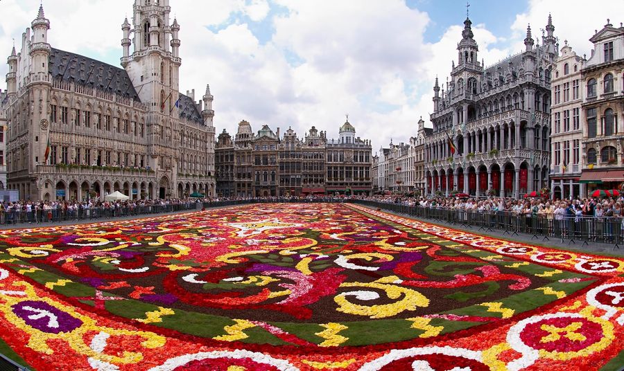 The biennial Flower Carpet of begonias across the cobblestones of Brussels' Grand Place, framed by baroque guildhalls